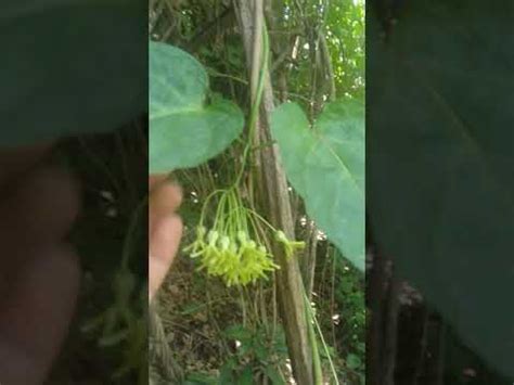 Bagbagkong! (Ilocano) Telosmaprocumbens. Edible wild flower .